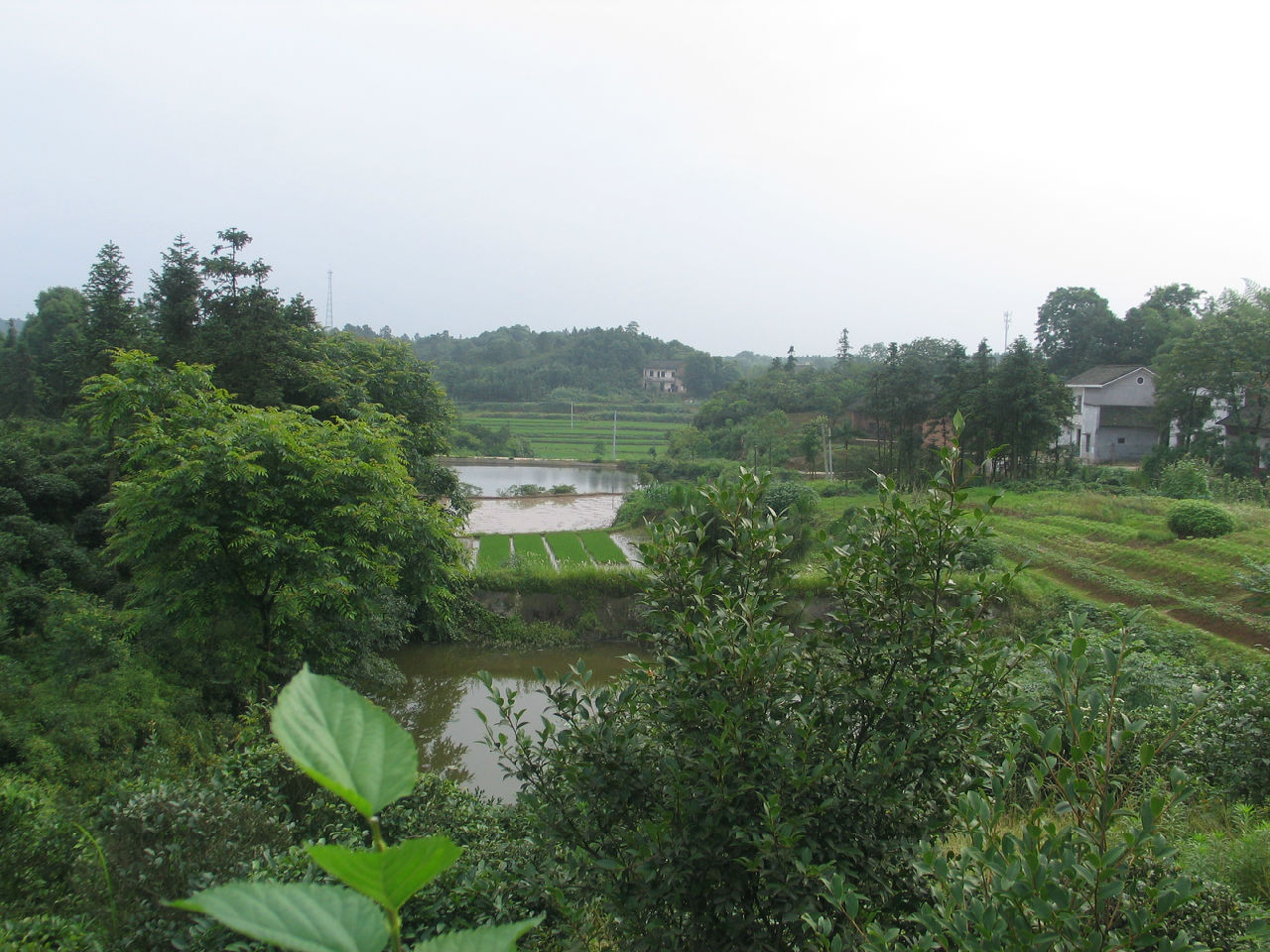 龍口鄉見樓村