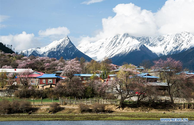 波密縣嘎朗湖—河邊桃花、遠處雪山