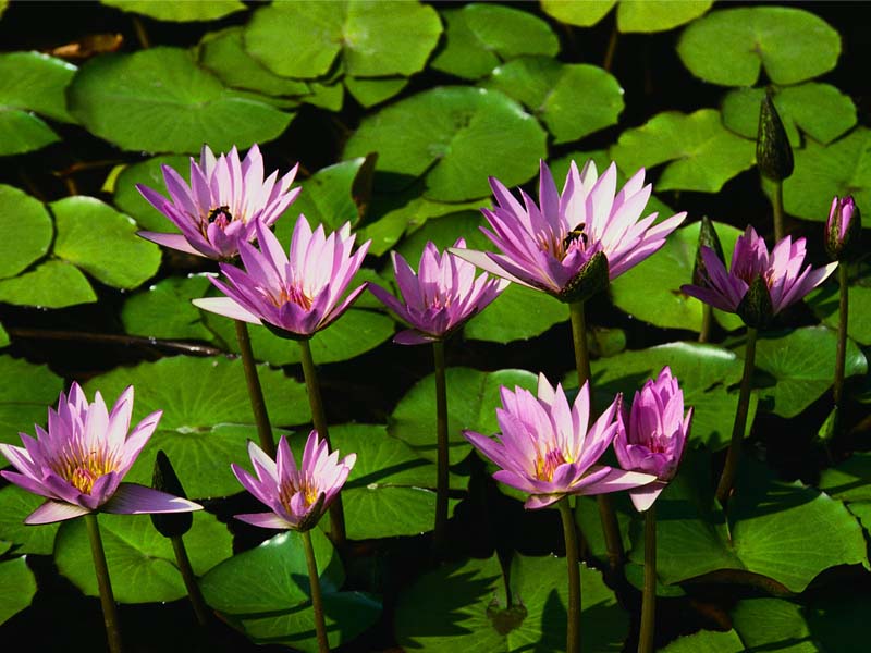 錢氏池上芙蓉