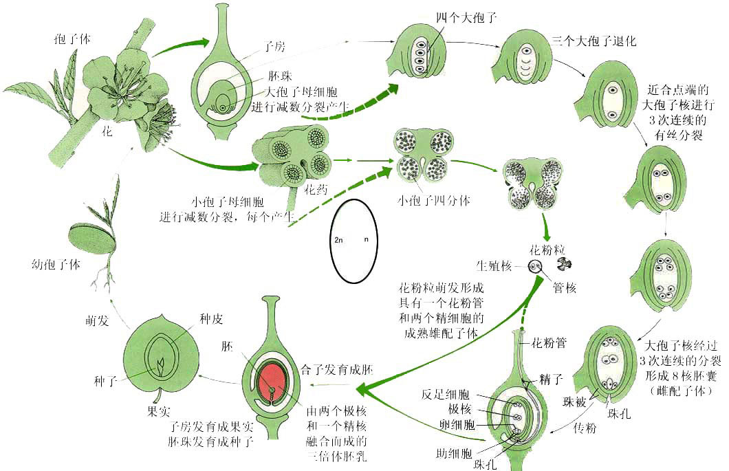 被子植物生活史