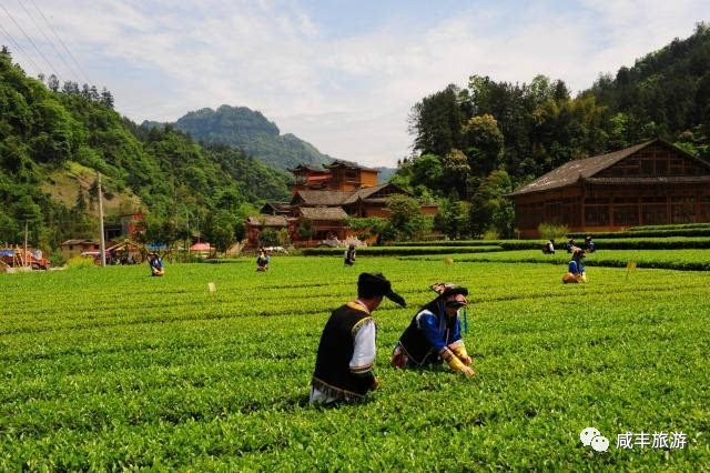 黃金洞茶園