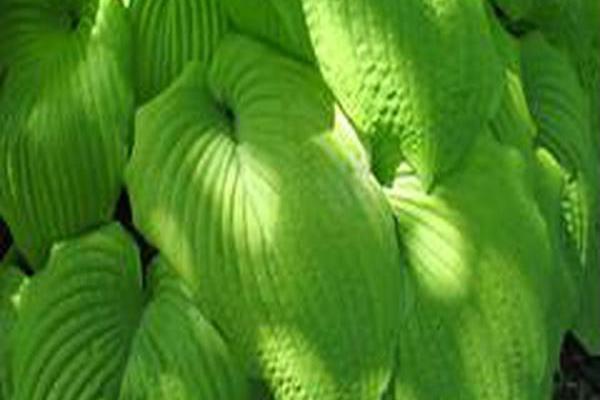 Hosta \x27Zounds\x27