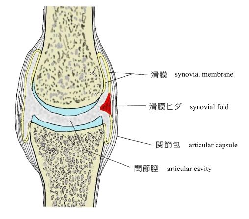 關節滑膜襞