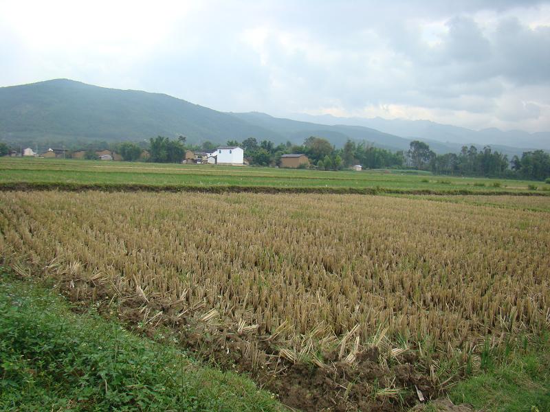 鳳梨村(雲南省施甸縣仁和鎮下轄村)