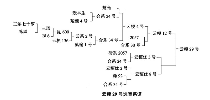 雲粳29號