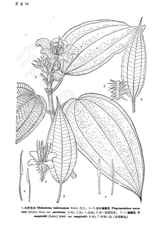 光葉偏瓣花（原變種）