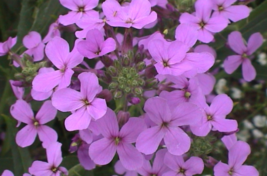 香芥屬