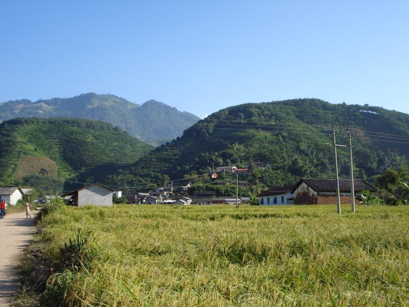 種植水稻情況