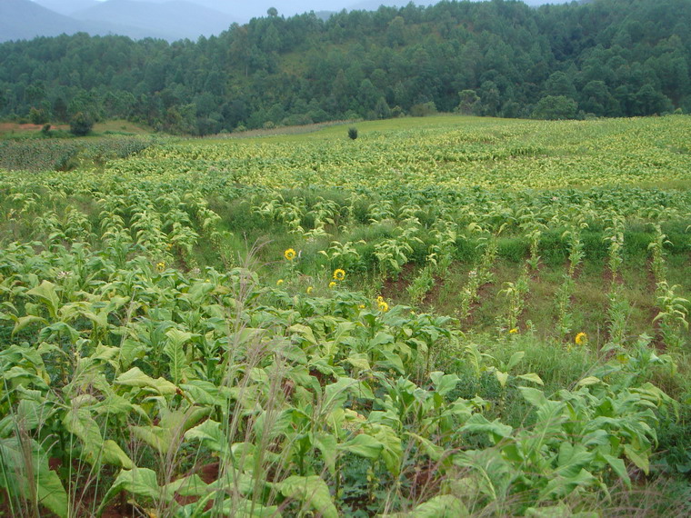 種植業