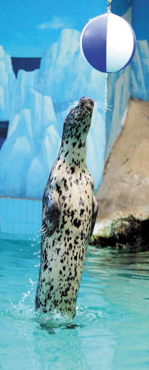 水族館中海豹表演