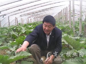 茴村鄉