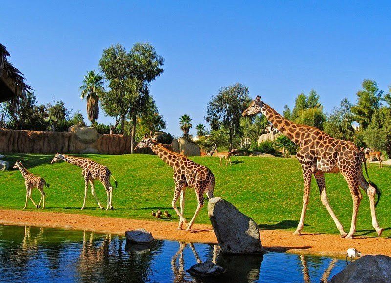 Bioparc Valencia