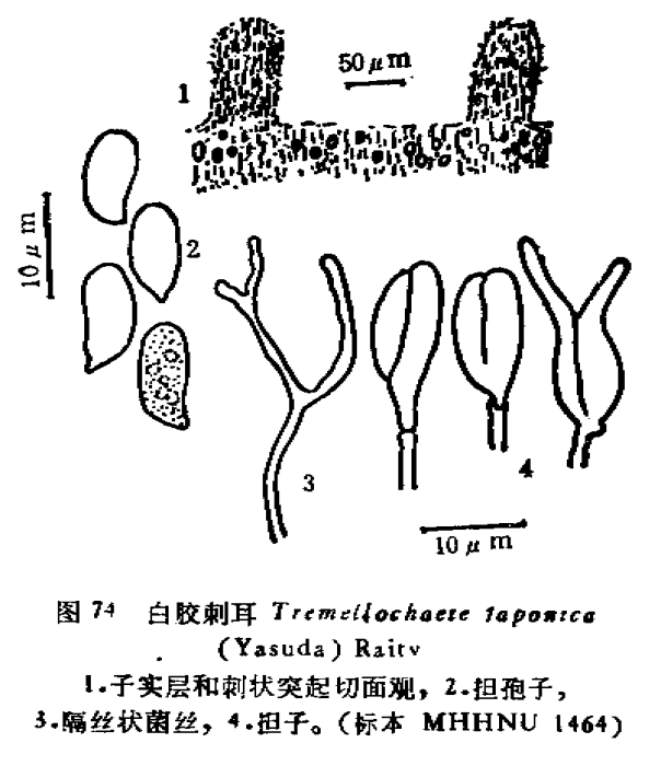 白膠刺耳