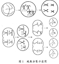 減數分裂