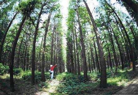 肖甸湖森林公園