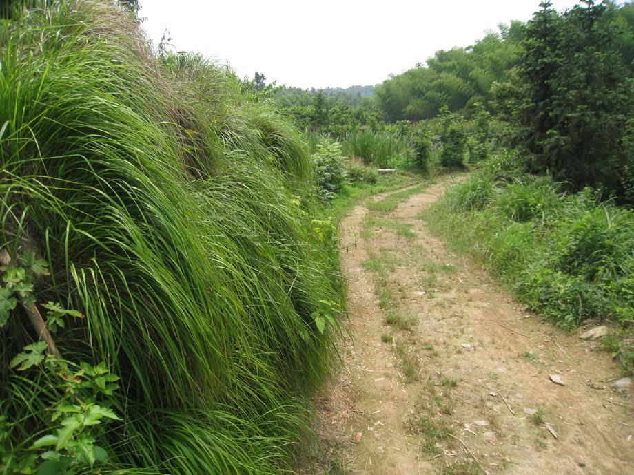 嶺南小古道(嶺南古道)