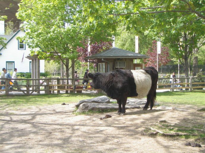 皇后區動物園