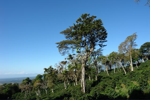 巴拿馬翡翠莊園