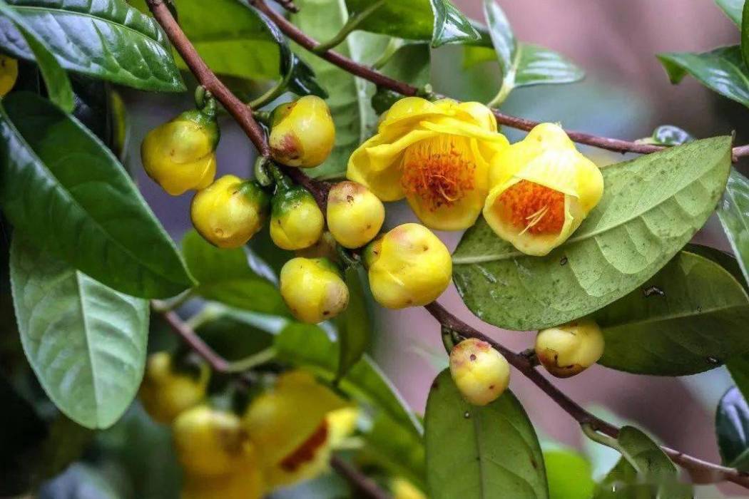 隴瑞金花茶無性系2號