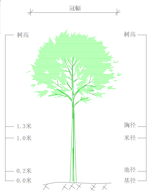 樹徑示意圖