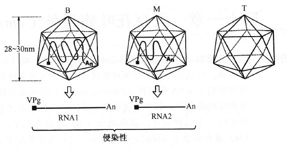 豇豆花葉病毒科