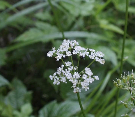 東北羊角芹(植物)