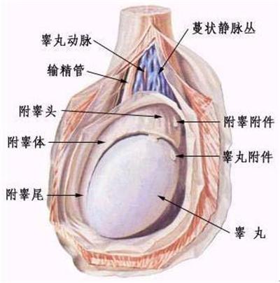 睪丸腫脹