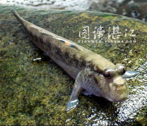 花溪鱂魚(樹魚)