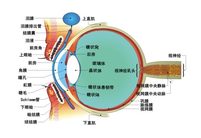 角鞏膜緣