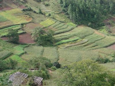 高峨村的耕地