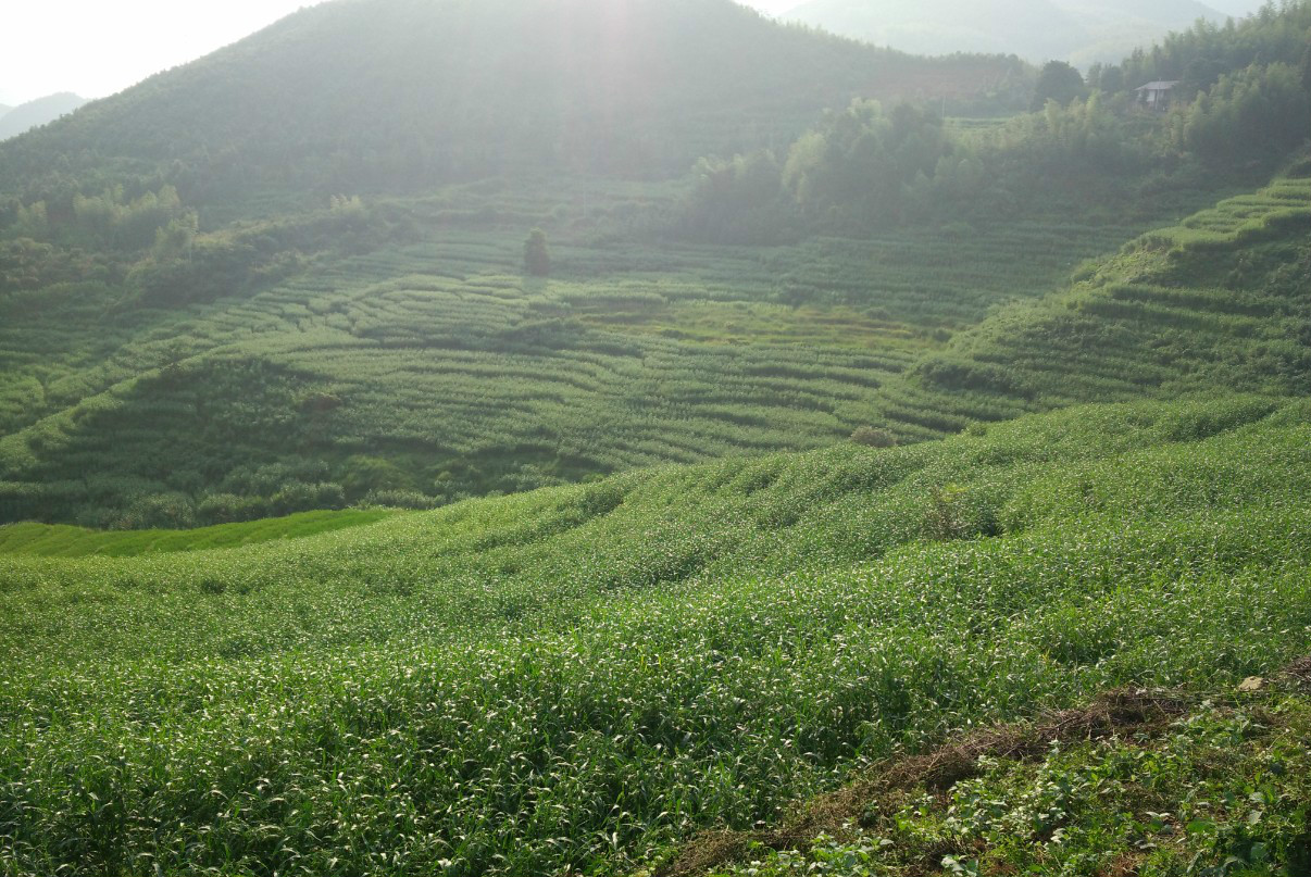 山薏米種植