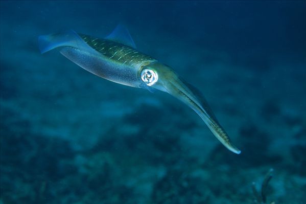 藍碧海峽