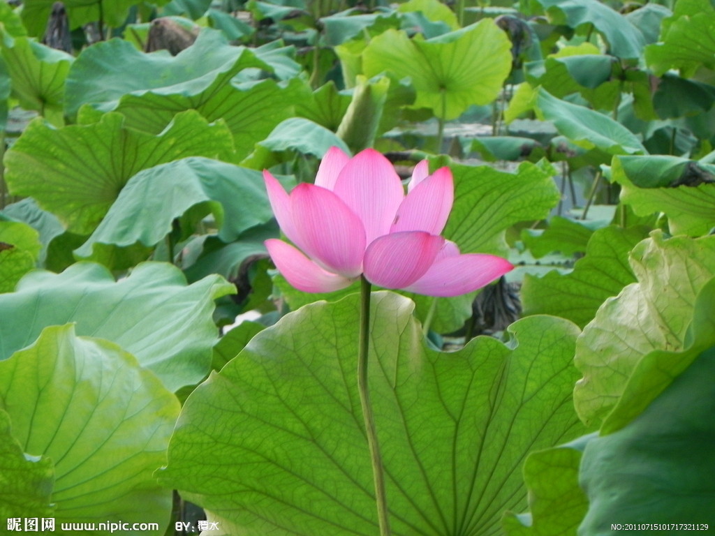 蓮荷花