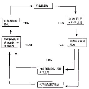 粘附分子與腦缺血