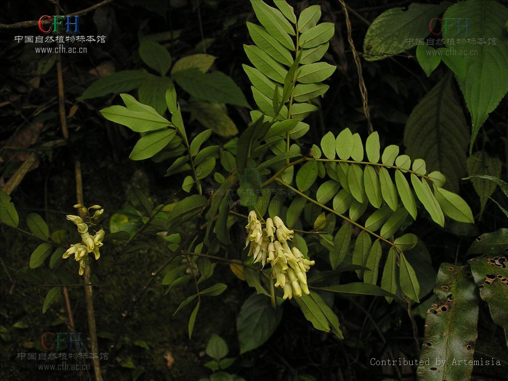 山豆根植物形態-越南槐