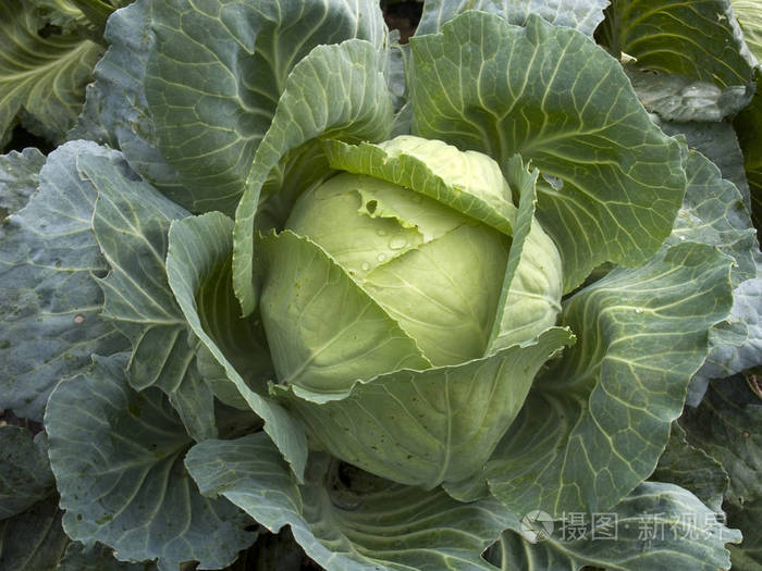 白花甘藍(芥藍（十字花科芸薹屬植物）)