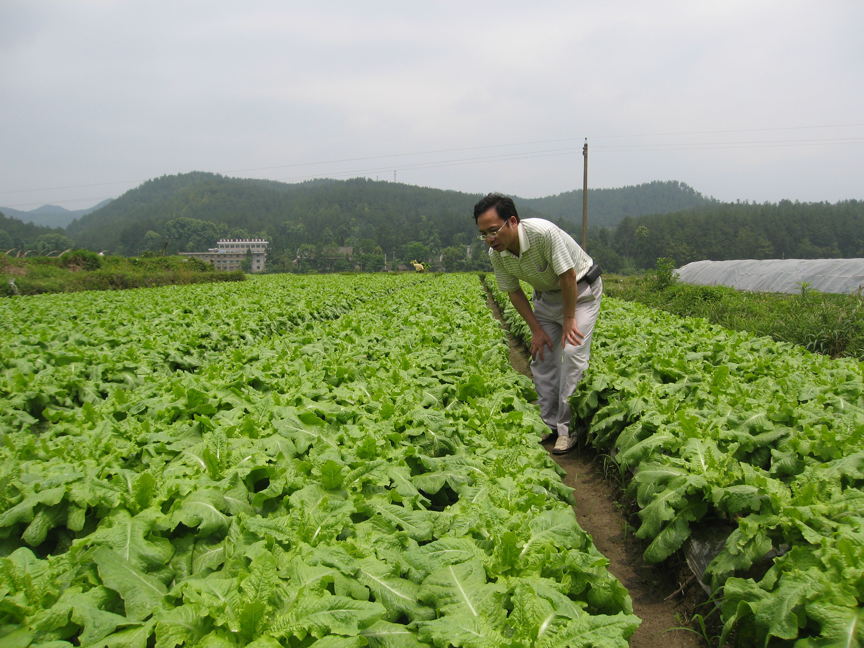 松樹腦村