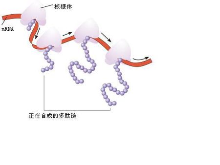 聚核糖體