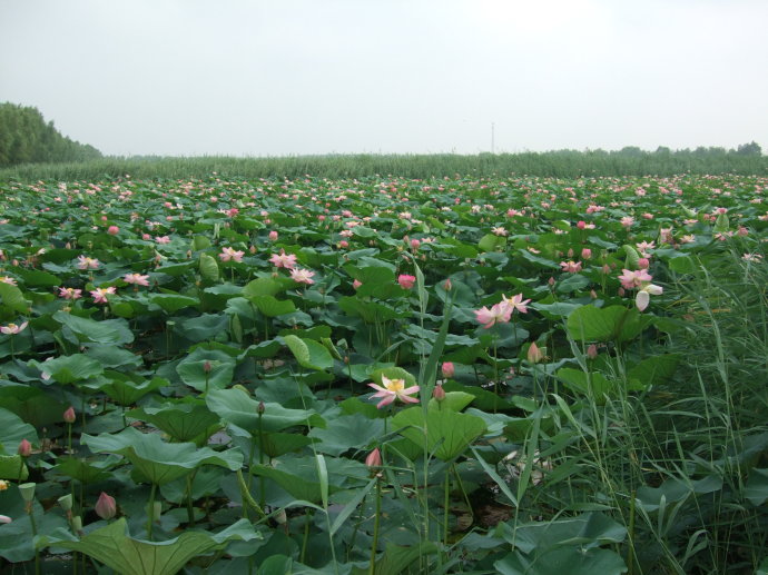 肇源蓮花湖國家濕地公園