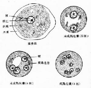 內阿米巴病