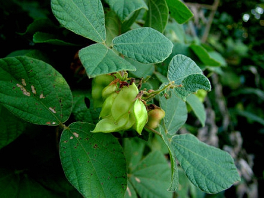 鹿藿(豆科鹿藿屬植物)