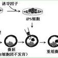 克隆鼠