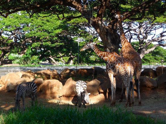 火奴魯魯動物園