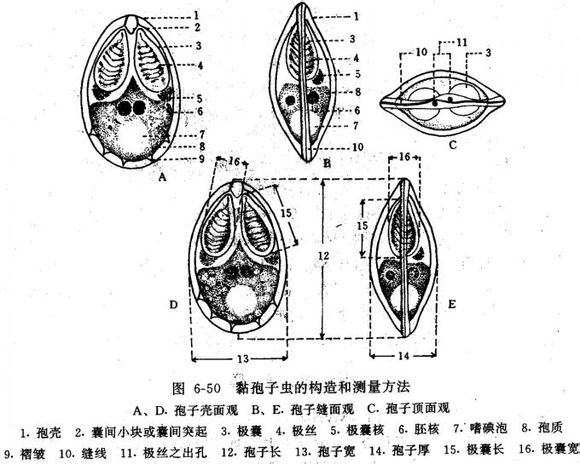 中國單極蟲