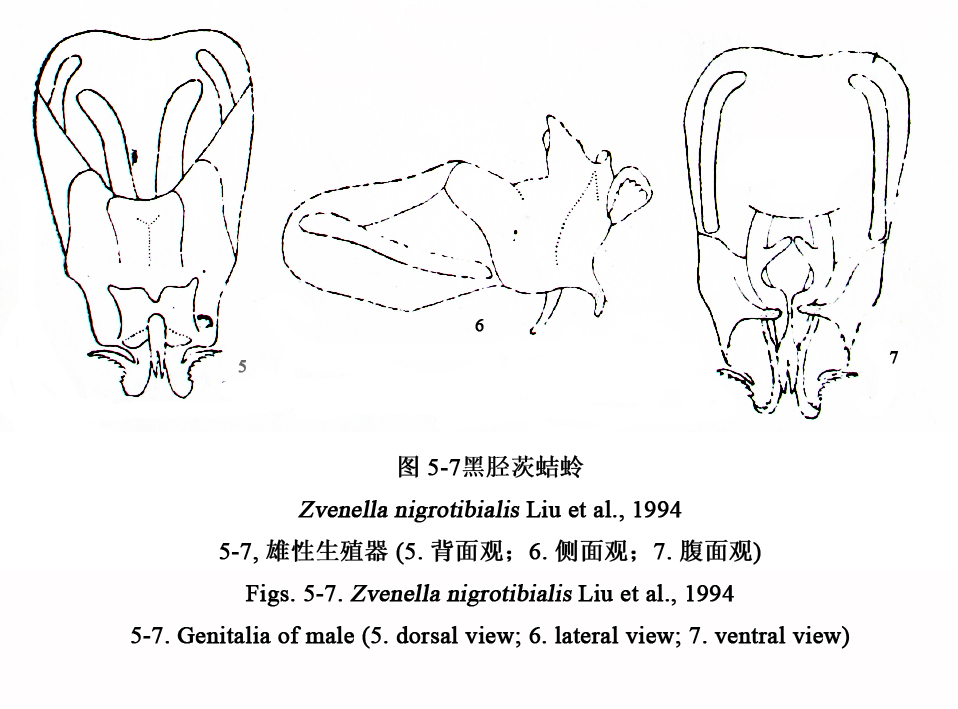 昆蟲生物說明圖片