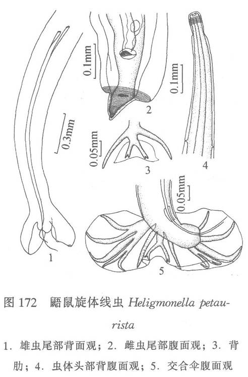 鼯鼠旋體線蟲