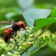 胡蜂(昆蟲綱動物)