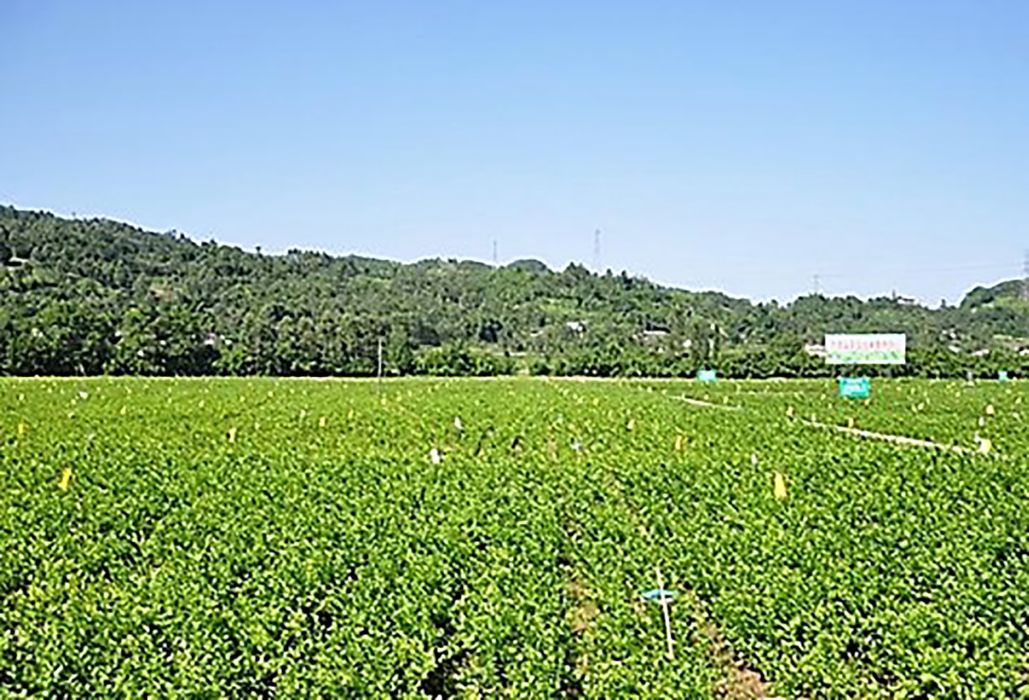 中華茉莉種質園