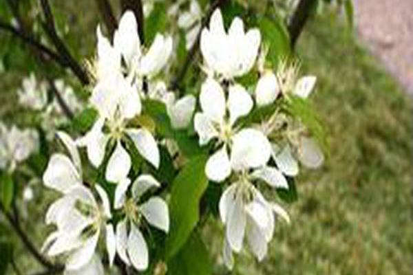 Malus \x27Spring Snow\x27