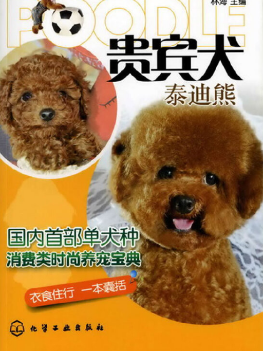 貴賓犬：泰迪熊